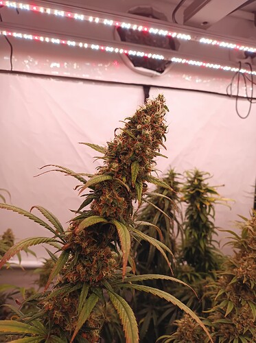 Growreport Bild 5