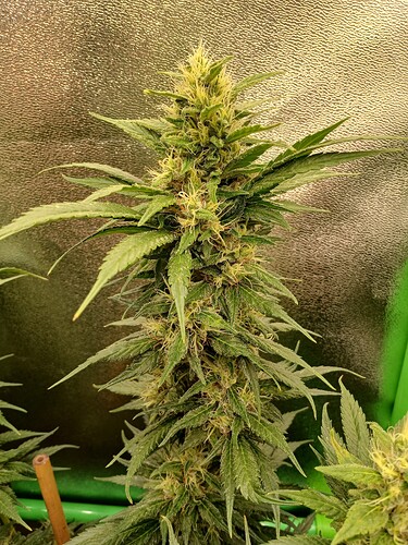 Growreport Bild 2