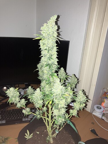 Growreport Bild 9