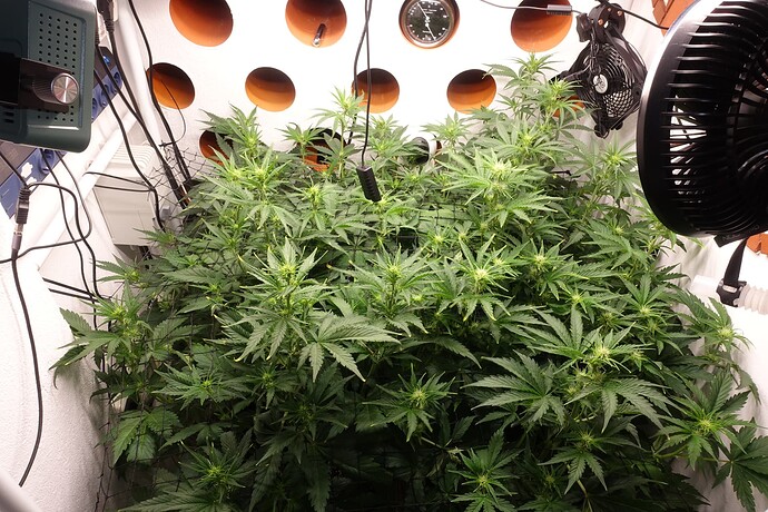 Growreport Bild 3