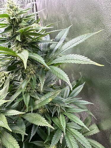 Growreport Bild 3