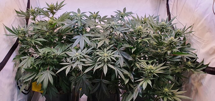 Growreport Bild 2