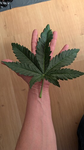 PXL_20250415_171229126.MP