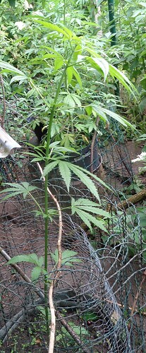 Thai Chi neu