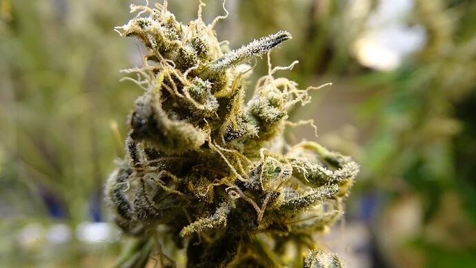 Growreport Bild 32