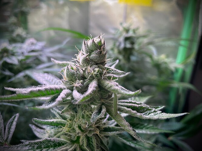 Growreport Bild 12