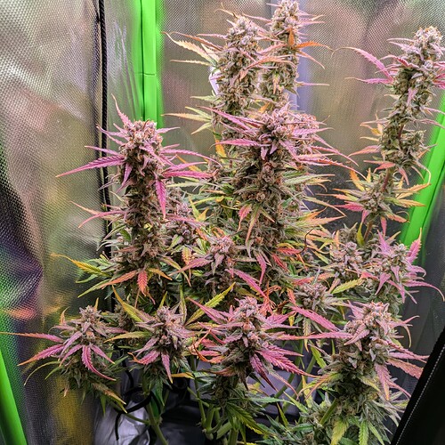 Growreport Bild 6