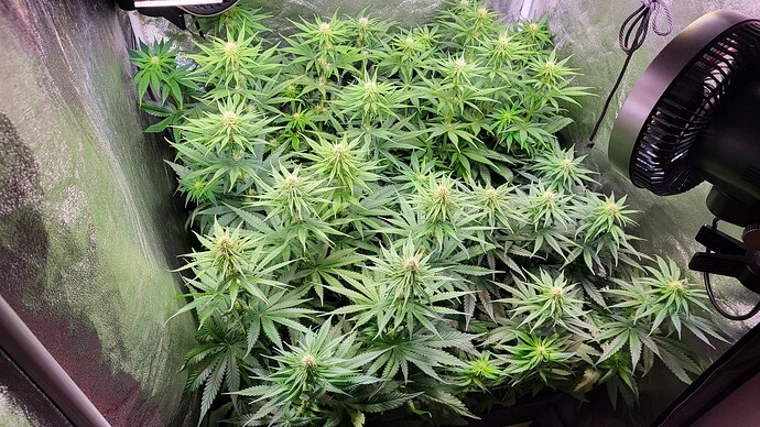 Growreport Bild 2