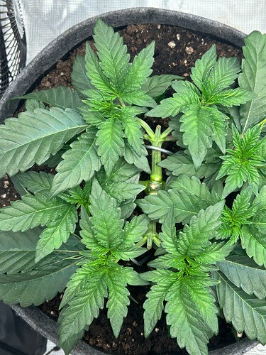 Growreport Bild 12