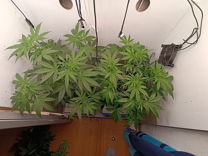 Growreport Bild 29