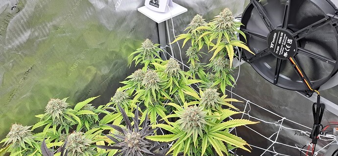 Growreport Bild 4