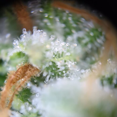 Growreport Bild 21