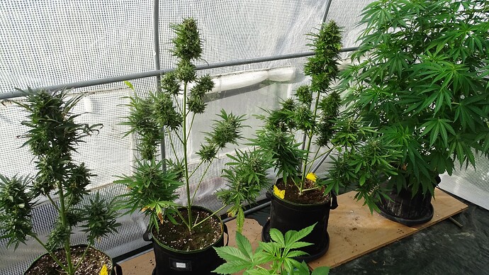 Growreport Bild 2