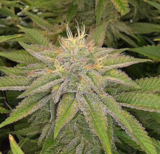 Growreport Bild 26
