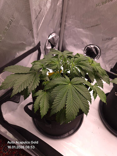 Eine junge Cannabispflanze in einem Growzelt, beschriftet als Auto Acapulco Gold.