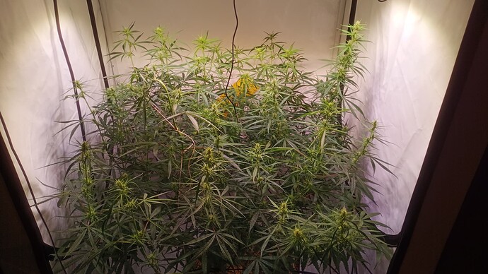 Growreport Bild 16