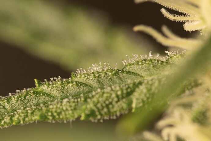 Growreport Bild 4