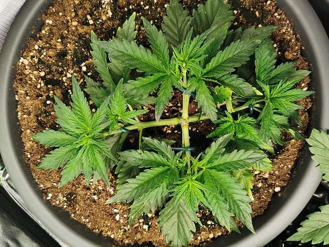 Growreport Bild 4