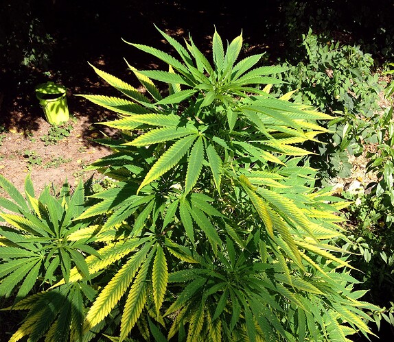 Growreport Bild 51