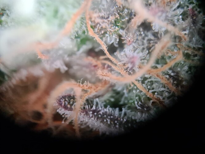 Growreport Bild 34