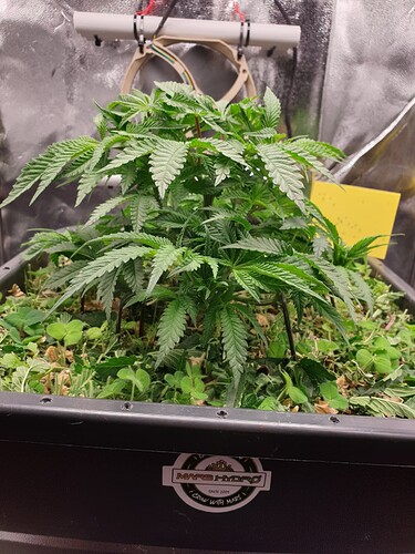 Ayahuasca Purple_2  18.12.2024