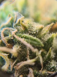 Growreport Bild 17