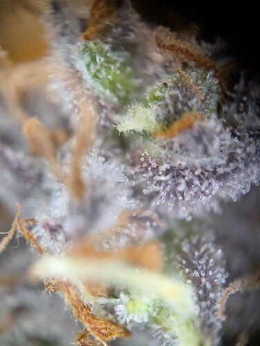 PXL_20241017_154824453.MP