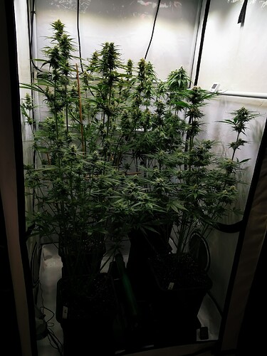 Growreport Bild 6