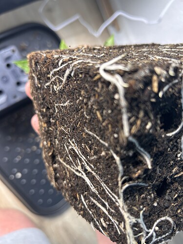Growreport Bild 24
