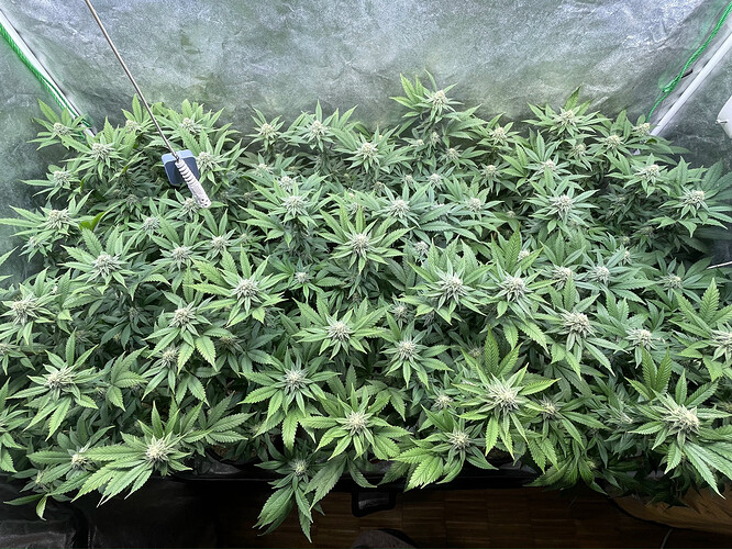 Growreport Bild 2