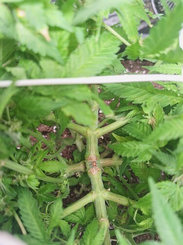 Growreport Bild 1