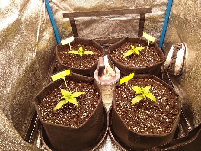 Growreport Bild 3