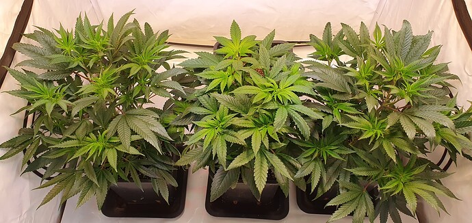 Growreport Bild 1