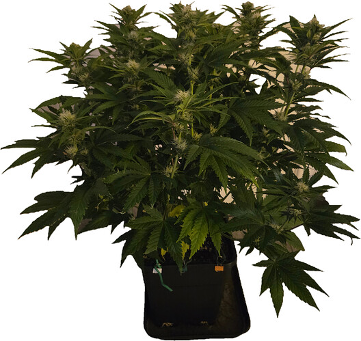 Growreport Bild 5