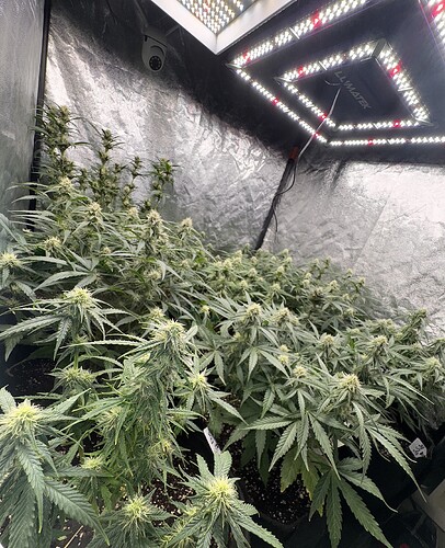 Growreport Bild 13