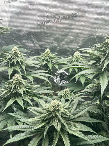 Growreport Bild 7
