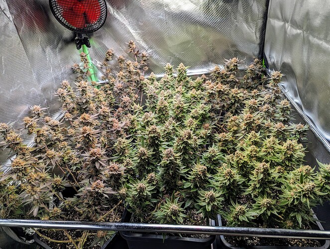Growreport Bild 6