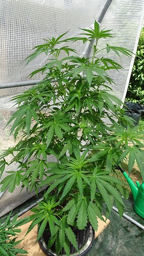 Growreport Bild 8