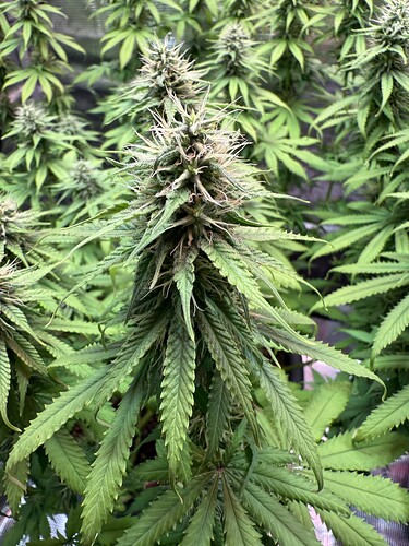 Growreport Bild 13
