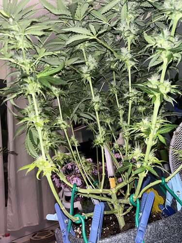 Growreport Bild 12