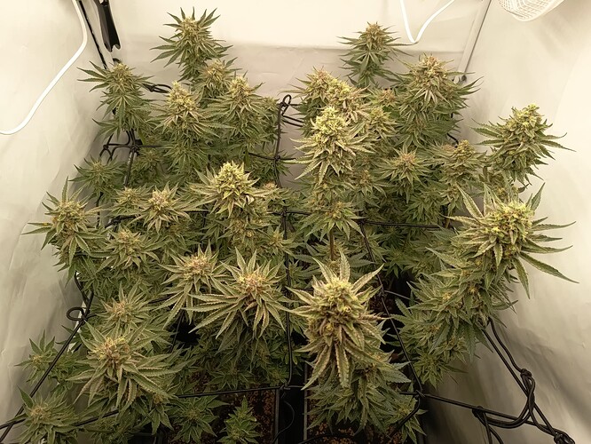 Growreport Bild 17