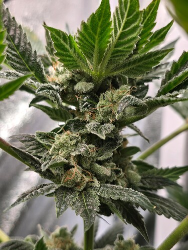 Growreport Bild 4