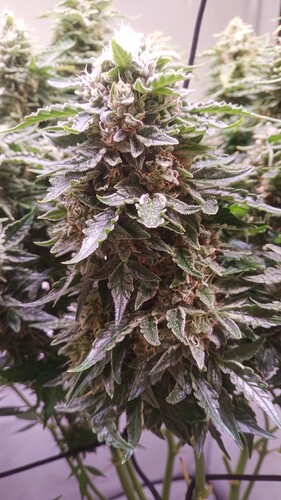 Growreport Bild 7