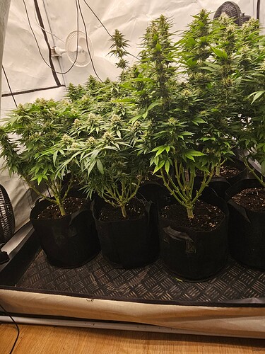 Growreport Bild 15