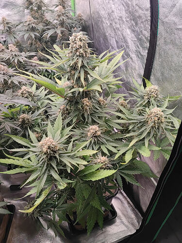 Growreport Bild 122