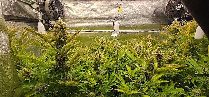 Growreport Bild 3