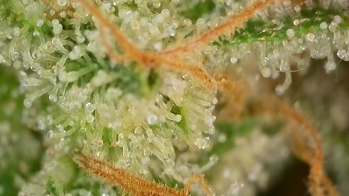 Growreport Bild 17