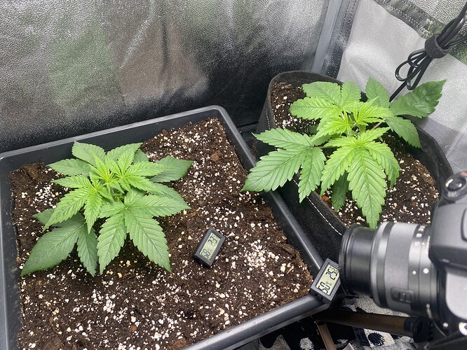 Growreport Bild 4
