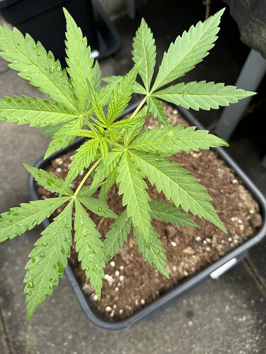 Growreport Bild 7