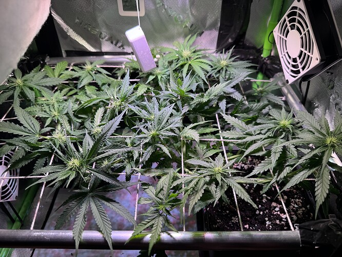 Growreport Bild 1